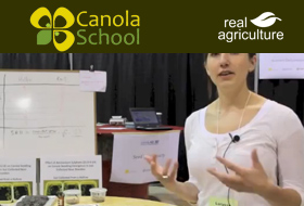 canola phosphorus requirements for Resource  Canola Tags Alberta  placed  Producers seed