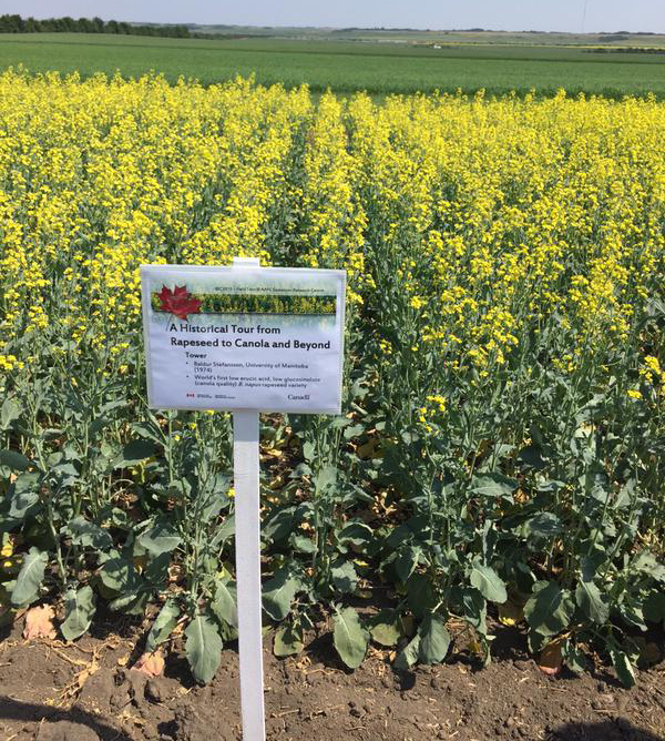 Historical tour plots included Tower, the first canola quality Napus (Argentine) variety.