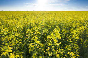 Yellow canola flowers in a field