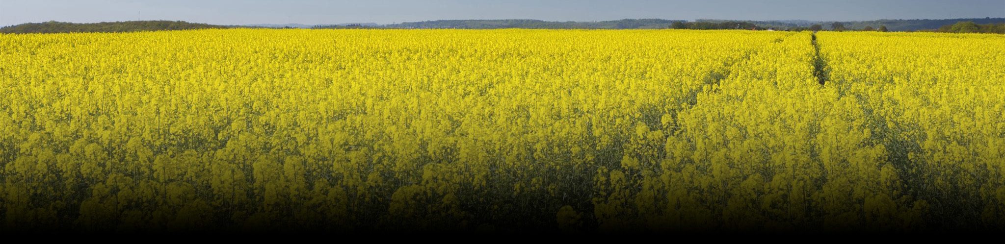 a field of golden yellow canola flowers