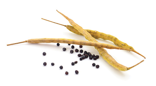 Dry canola pods and their black seeds.